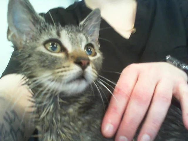 A baby small-sized female Domestic Short Hair cat named Twizzler for adoption in Charlotte, NC
