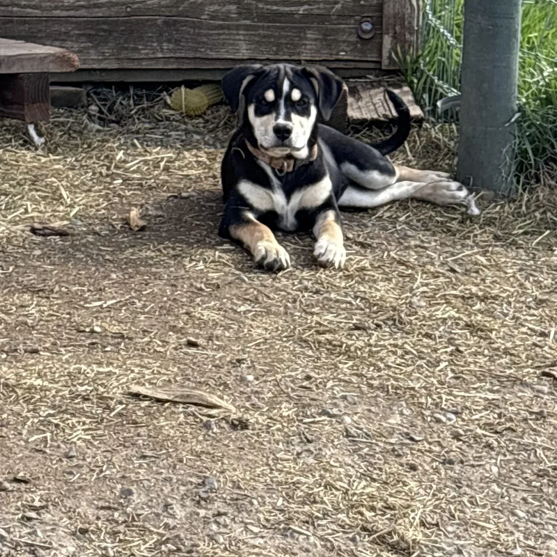 A baby large-sized female Shepherd dog named Talbotts for adoption in Pagosa Springs, CO