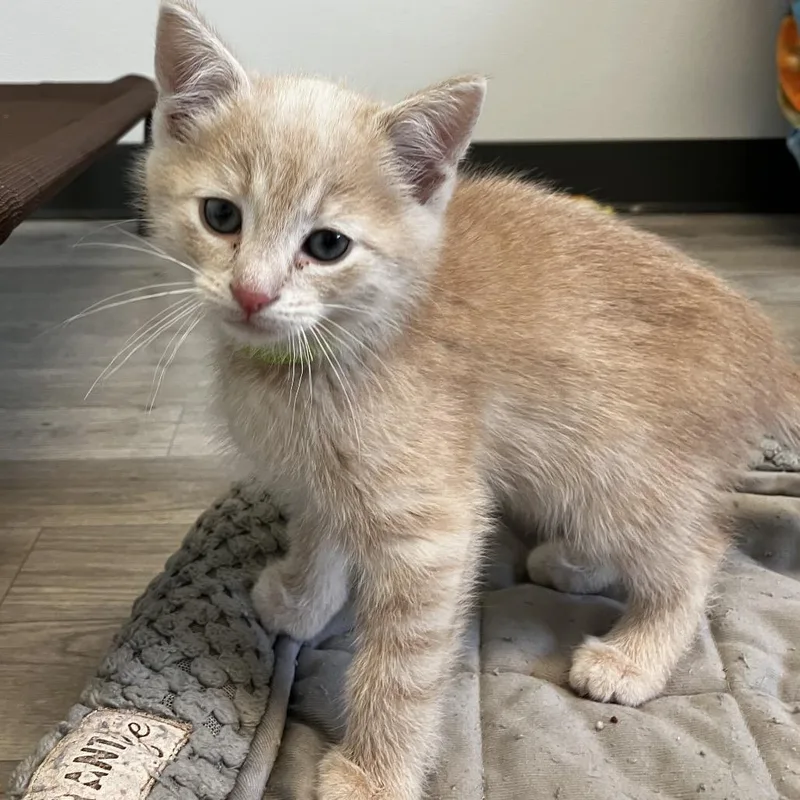 A baby small-sized male Orange / Red Domestic Short Hair cat named Alpine for adoption in Uniontown, PA