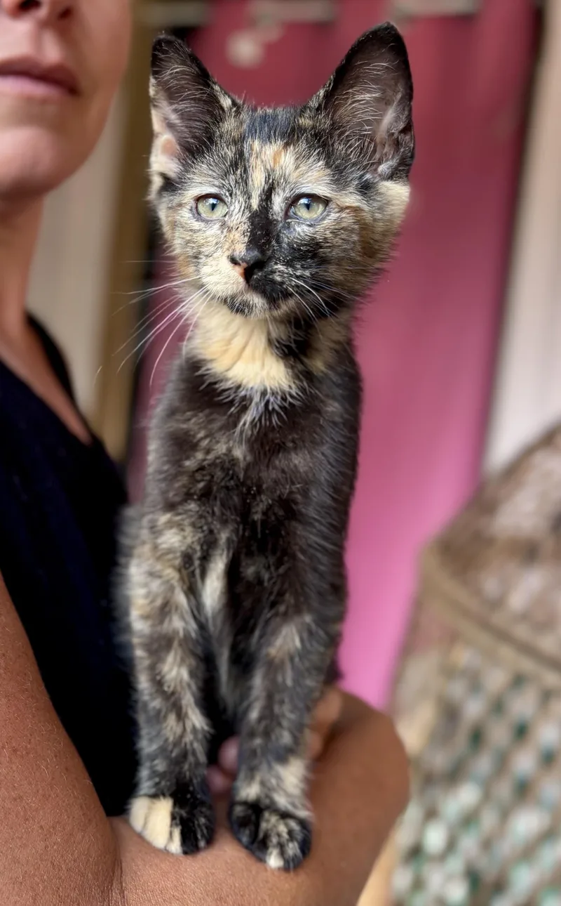 A baby small-sized female Tortoiseshell American Shorthair cat named Coleslaw for adoption in Wallkill, NY