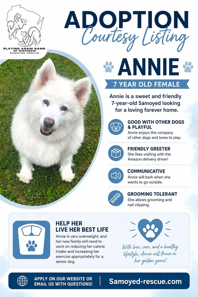 An adult large-sized female Samoyed dog named Annie COURTESY LISTING for adoption in Milwaukee, WI
