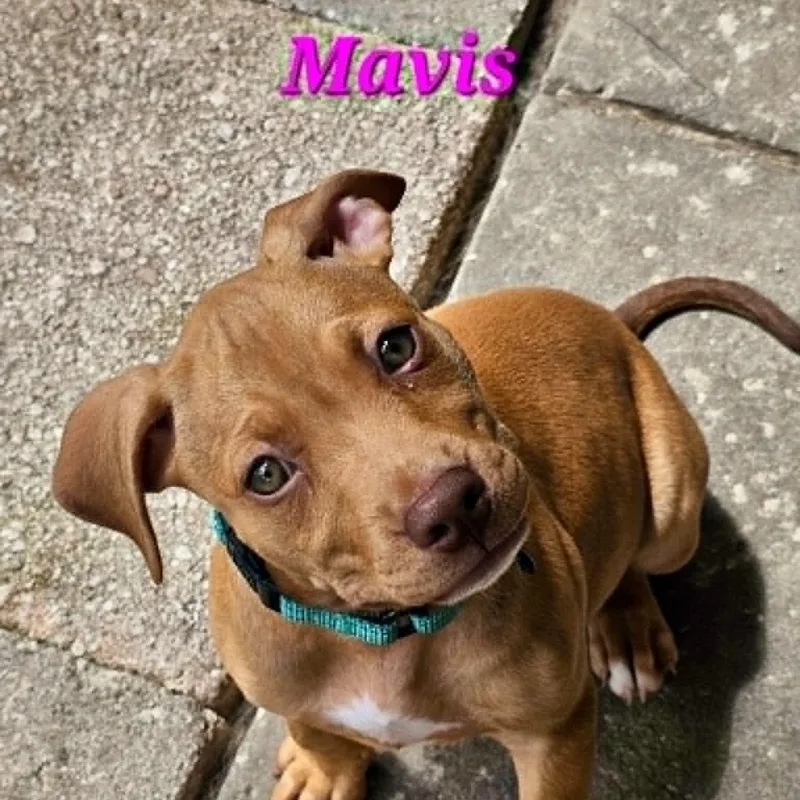 Mavis thumbnail 3