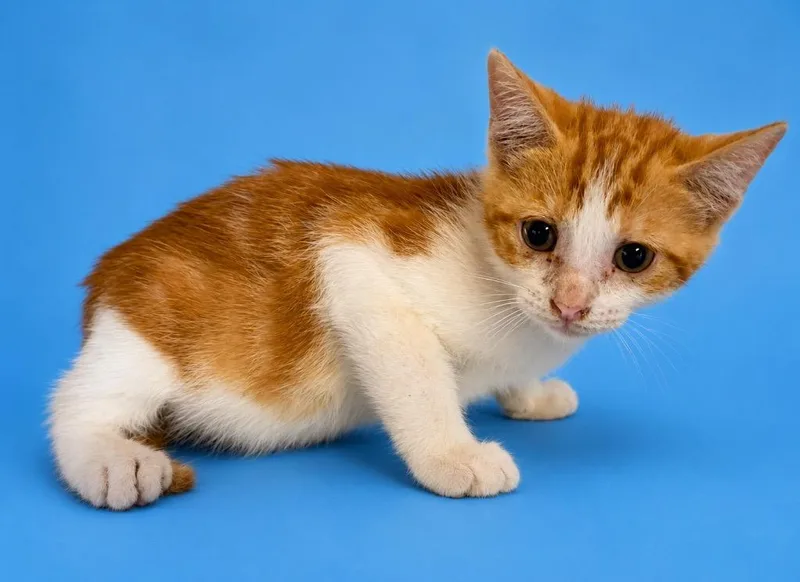 A baby small-sized male Domestic Short Hair cat named Timmy for adoption in Wauchula, FL