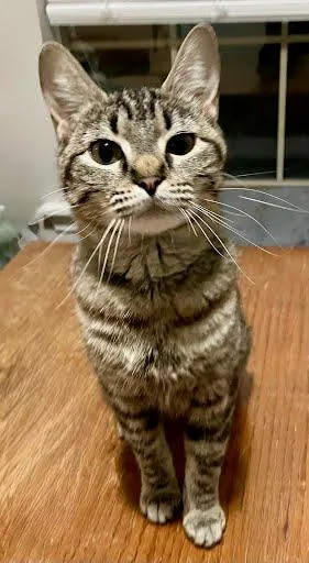 A young medium-sized female Gray / Blue / Silver Domestic Short Hair cat named Jemma for adoption in Kansas City, MO