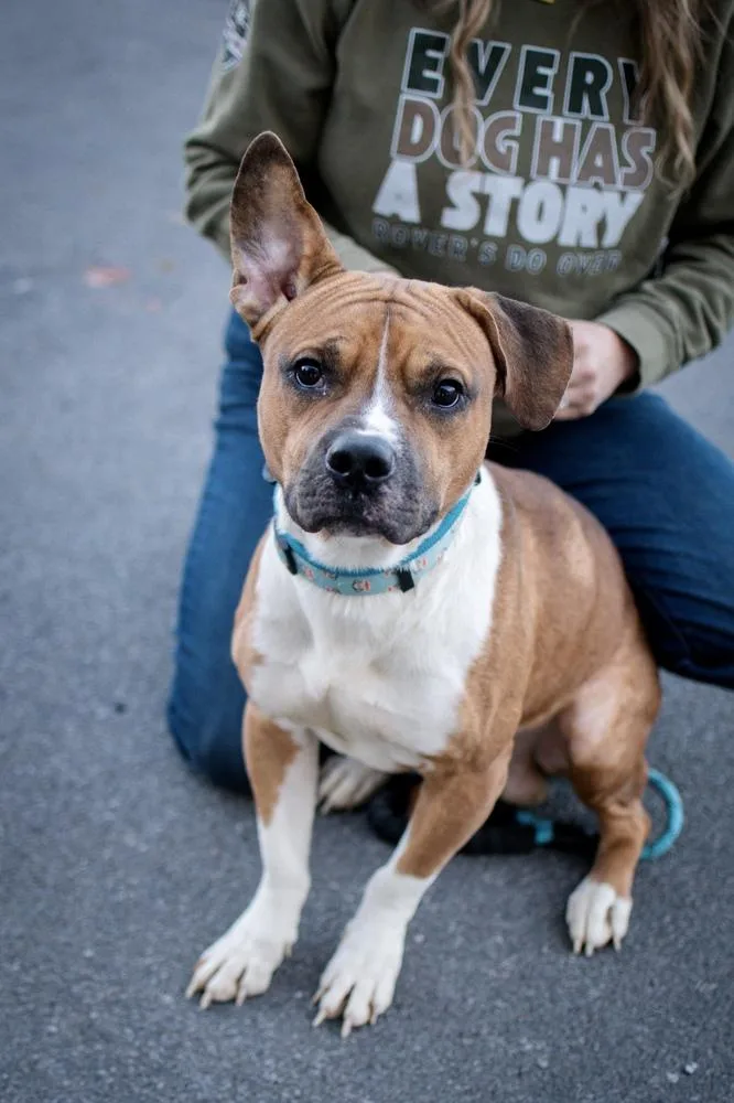 An adult medium-sized male White / Cream Boxer dog named Otto for adoption in Frankfort, NY