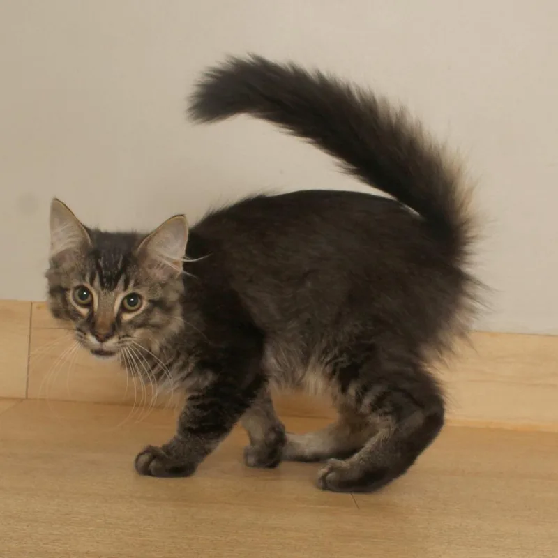 A baby small-sized male Domestic Medium Hair cat named Anton C for adoption in Minnetonka, MN