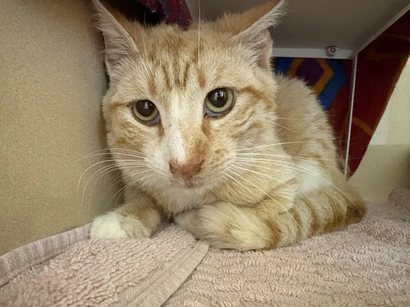 An adult medium-sized male Tabby (Orange / Red) Domestic Short Hair cat named Stray Cat for adoption in Hays, KS