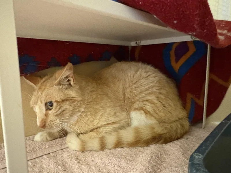 Stray Cat thumbnail 3