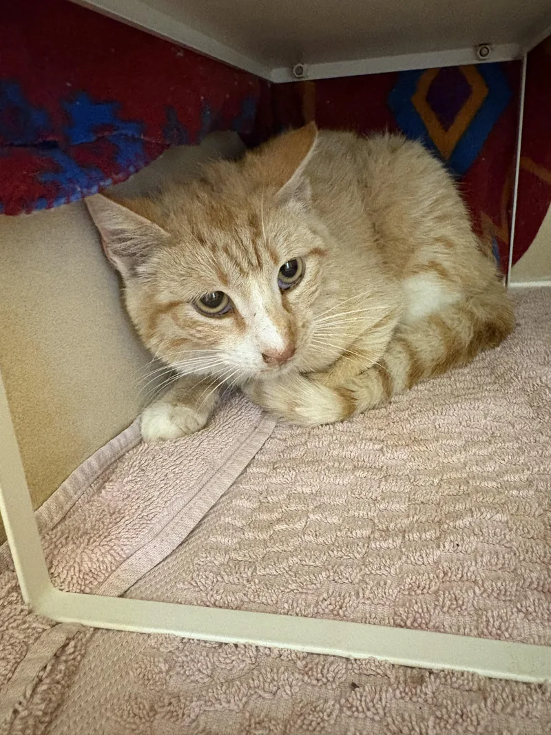 Stray Cat thumbnail 4