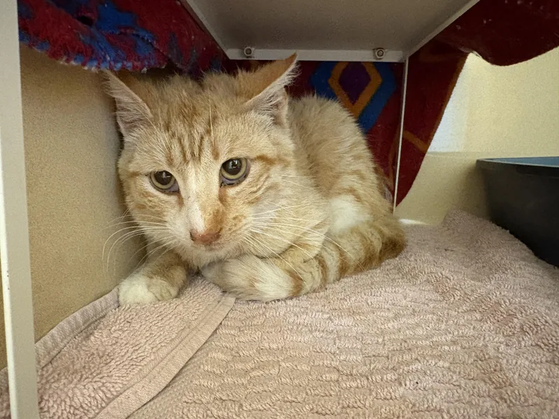 Stray Cat thumbnail 6