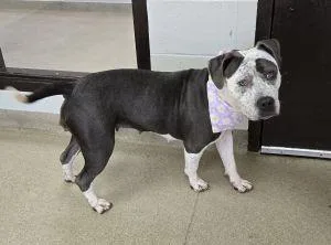 An adult medium-sized female Pit Bull Terrier dog named Roxy for adoption in Bucyrus, OH