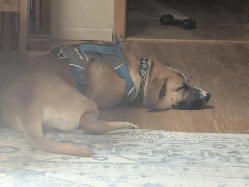 A young large-sized male Apricot / Beige Mixed Breed dog named Dobby for adoption in Albuquerque, NM