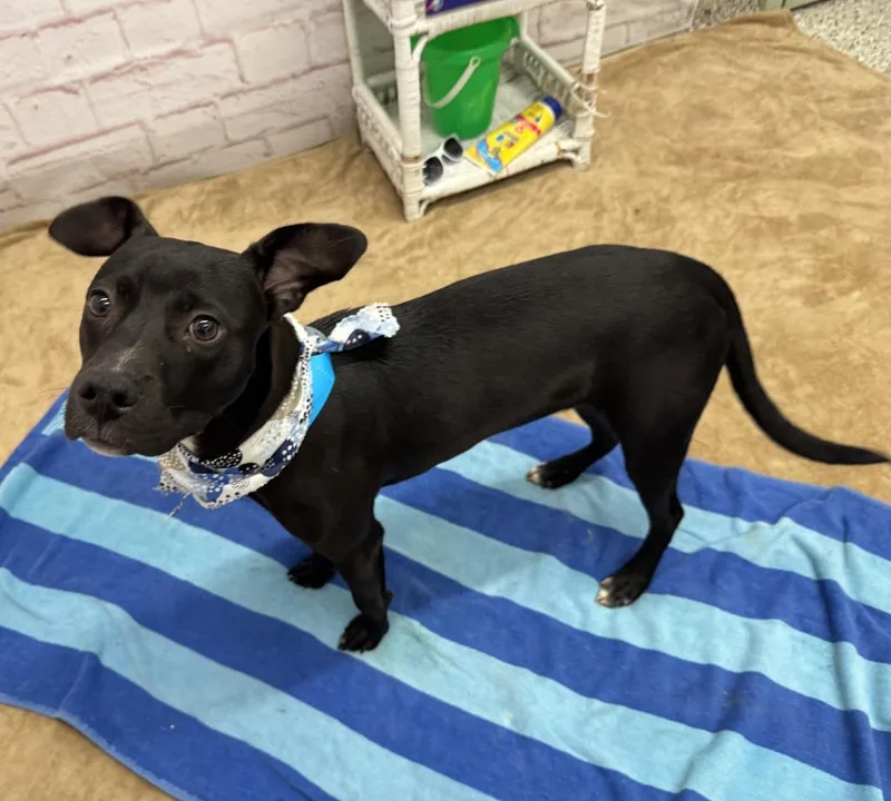 A baby medium-sized male Mixed Breed dog named Brave Lil' Toaster for adoption in Detroit, MI