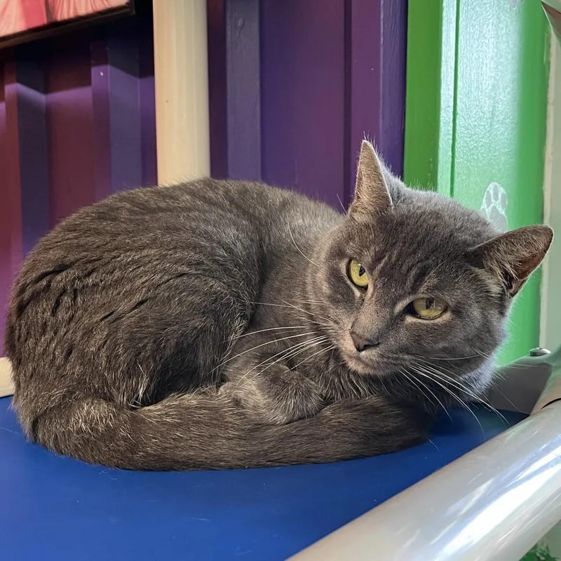 An adult medium-sized male Gray / Blue / Silver Domestic Short Hair cat named Roger for adoption in Pauls Valley, OK