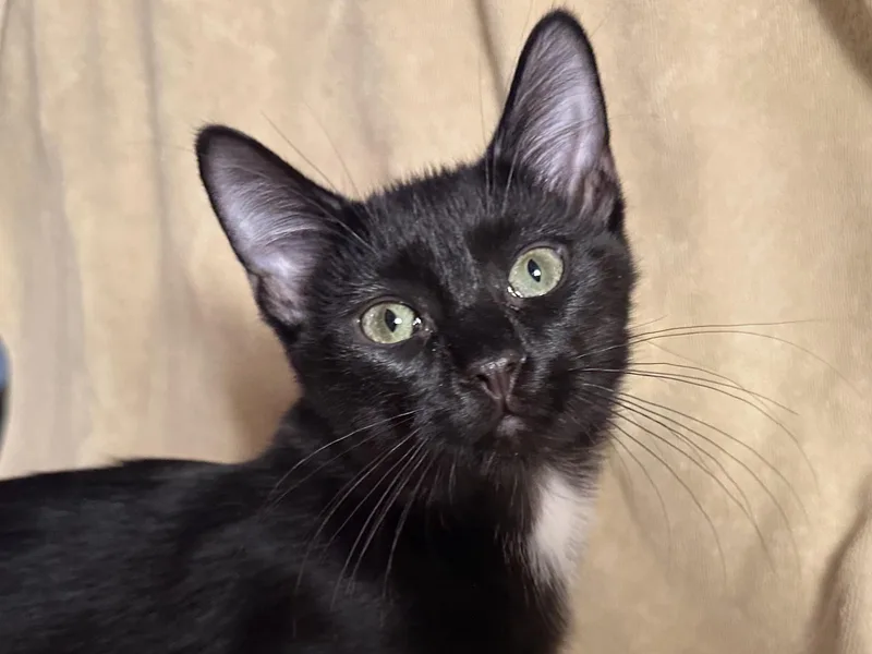 A baby medium-sized male Black Domestic Short Hair cat named Sonny for adoption in New Milford, CT