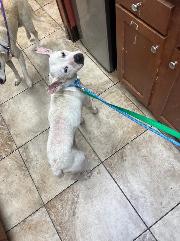 An adult medium-sized female White / Cream Mixed Breed dog named Rodimus Prime for adoption in Cincinnati, OH