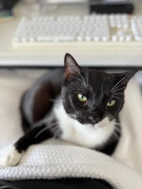 An adult medium-sized male Black & White / Tuxedo Domestic Short Hair cat named Jasper Courtesy Listingcontact Owner for adoption in Frisco, TX