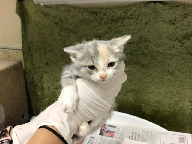 A baby small-sized female Domestic Short Hair cat named Bread for adoption in Riverside, CA