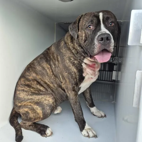 An adult large-sized male Pit Bull Terrier dog named Icc for adoption in Lawrenceville, GA