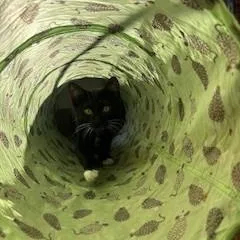 Mercutio thumbnail 2