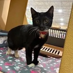 A baby medium-sized male Black & White / Tuxedo Domestic Short Hair cat named Mercutio for adoption in Albany, NY