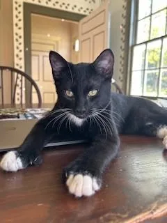 Mercutio thumbnail 3