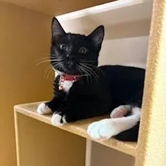 Mercutio thumbnail 4