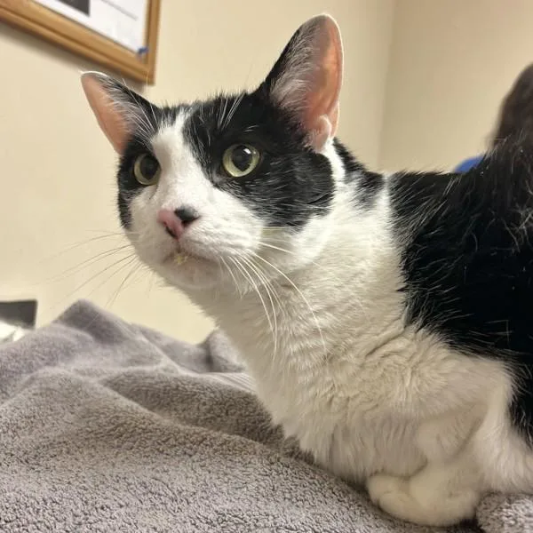 A senior medium-sized male Domestic Short Hair cat named Yoda for adoption in Oakland, CA