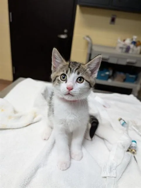 A baby medium-sized female Domestic Short Hair cat named Varina for adoption in Cookeville, TN