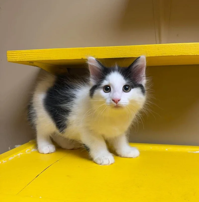 A baby medium-sized male Black & White / Tuxedo Domestic Medium Hair cat named Emmy Demmy Dong for adoption in Maryville, MO