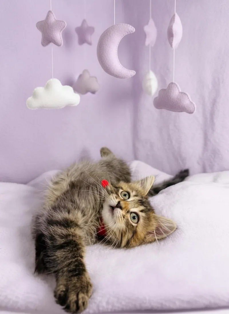 A baby medium-sized female Maine Coon cat named Sugar Bomb for adoption in Tavares, FL