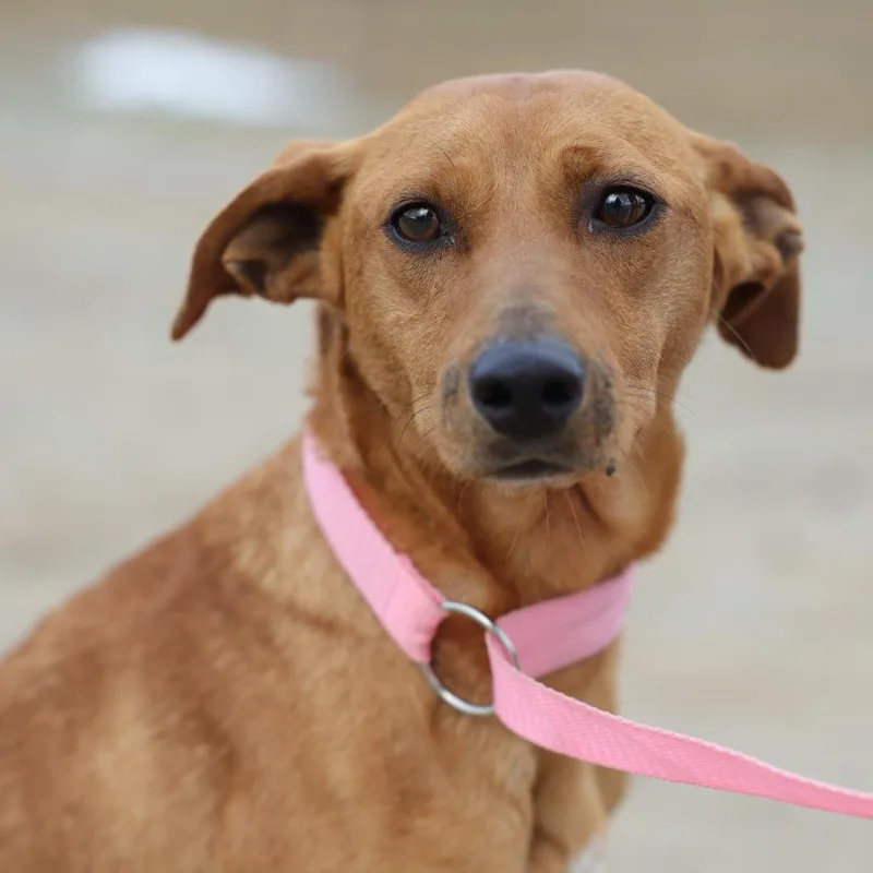 A young small-sized female Yellow / Tan / Blond / Fawn Terrier dog named Ginger for adoption in Hohenwald, TN