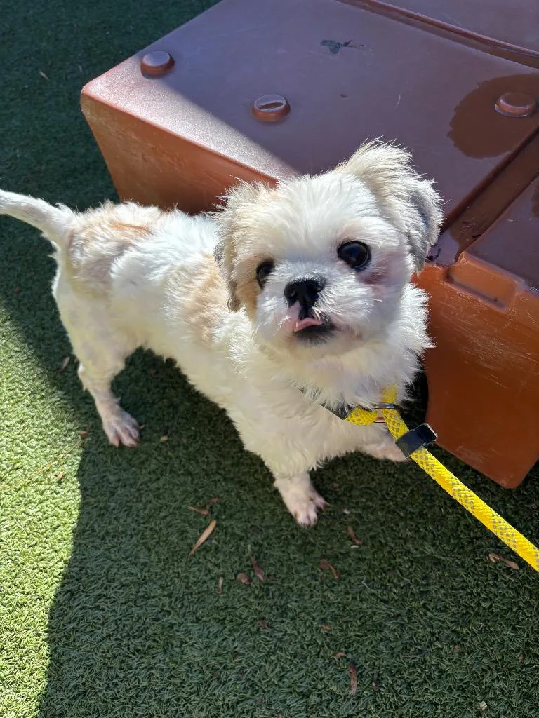 A young large-sized male Shih Tzu dog named Mort for adoption in Liverpool, NY