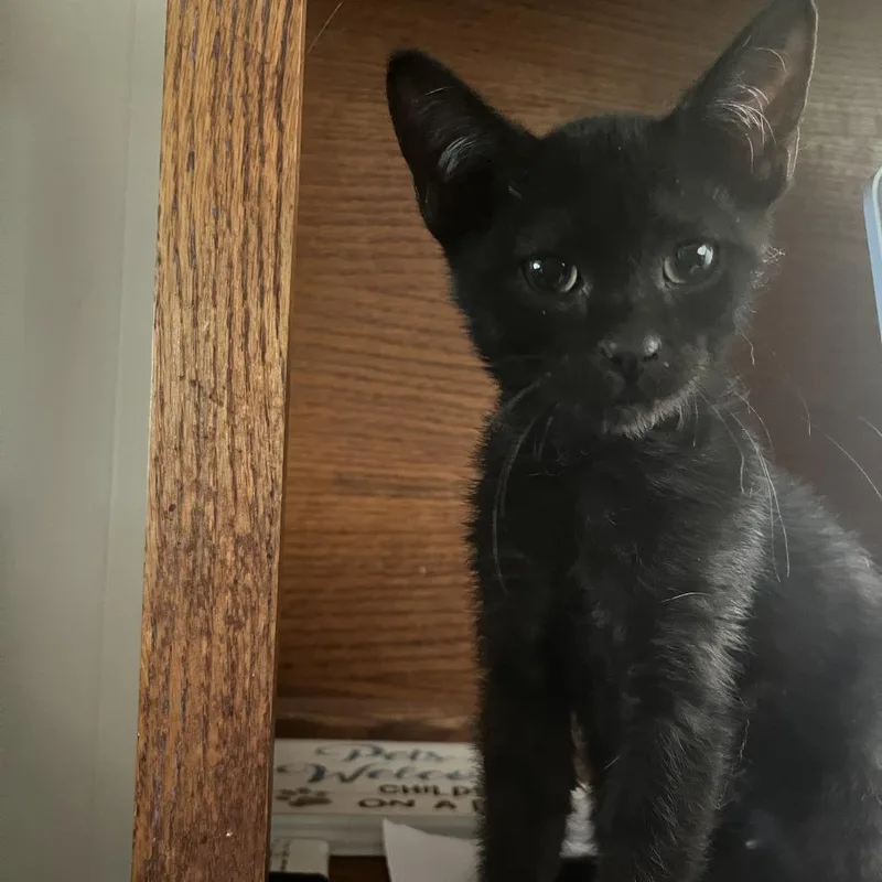 A baby small-sized female Black Domestic Short Hair cat named Ginny for adoption in Los Angeles, CA