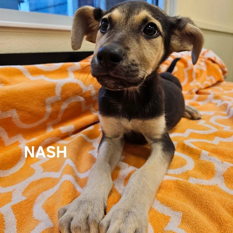 Nash
