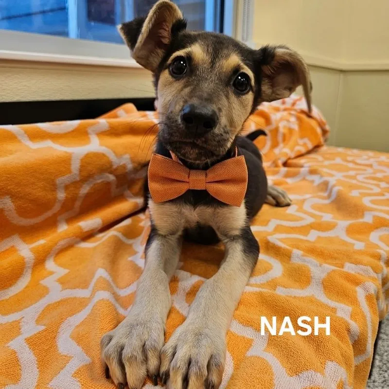 Nash thumbnail 2