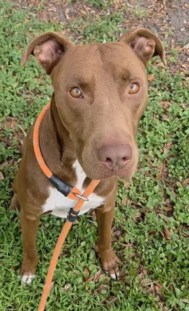 A young large-sized male American Staffordshire Terrier dog named Romo for adoption in Fort Lauderdale, FL