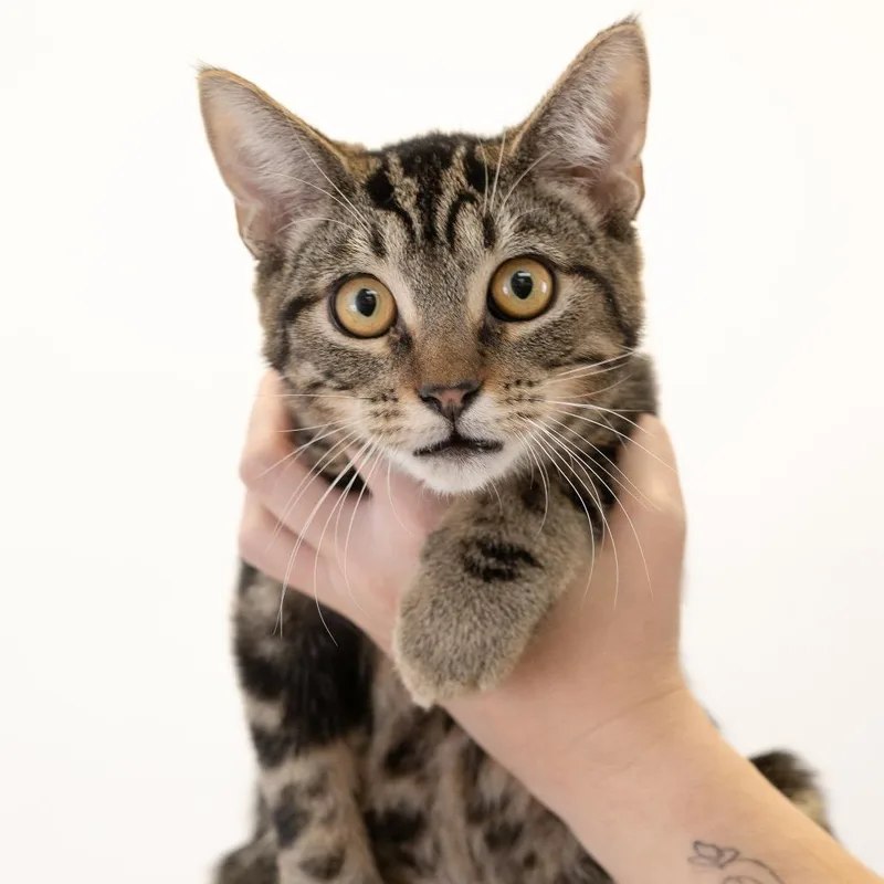 A young medium-sized male Black Domestic Short Hair cat named Bayou for adoption in Buffalo, MN
