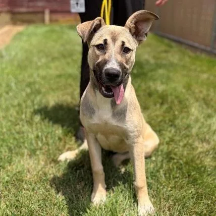 A young medium-sized female Yellow / Tan / Blond / Fawn German Shepherd Dog dog named Bailey for adoption in East Hanover, NJ