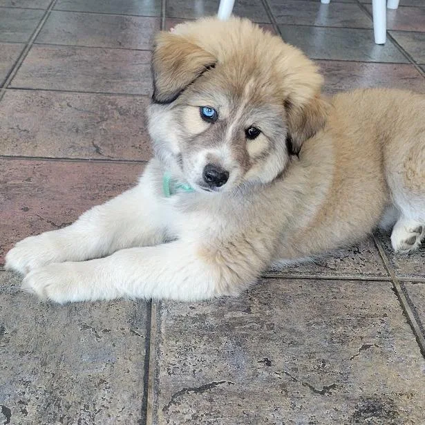 A baby small-sized female White / Cream Great Pyrenees dog named Isla for adoption in Grand Island, NE