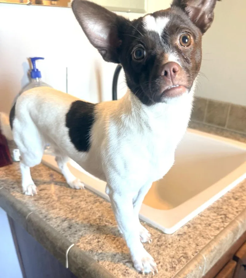 A baby small-sized female Rat Terrier dog named Eddie for adoption in Effingham, IL