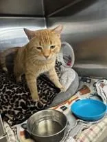 An adult medium-sized male Tabby (Orange / Red) Domestic Short Hair cat named Marmalade for adoption in Manitowoc, WI