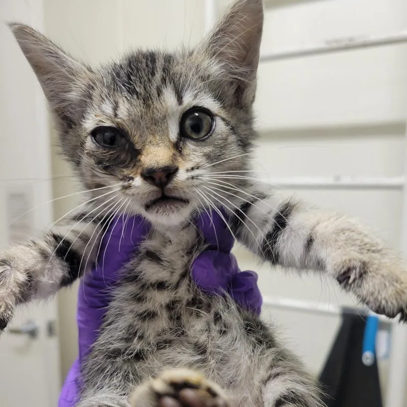 A baby small-sized female Brown / Chocolate Domestic Short Hair cat named Jelly for adoption in Westminster, CA