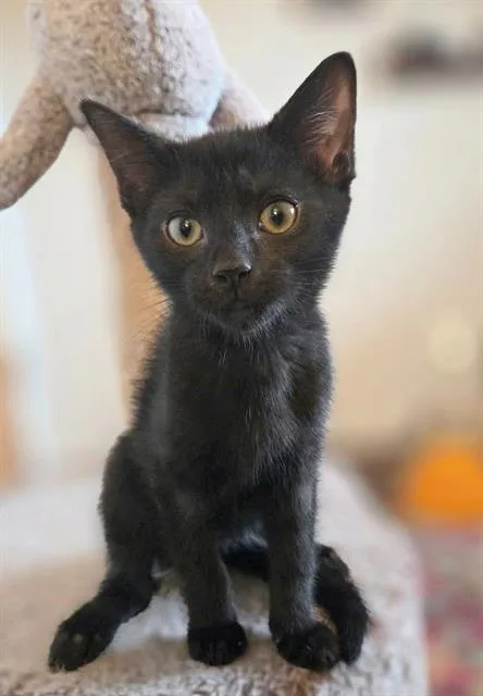 A baby small-sized female Domestic Short Hair cat named Zag for adoption in Canfield, OH
