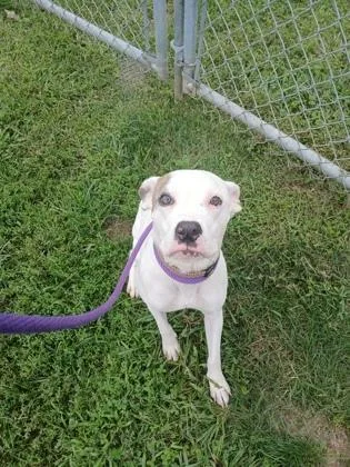An adult medium-sized female Mixed Breed dog named Mei for adoption in Fallston, MD