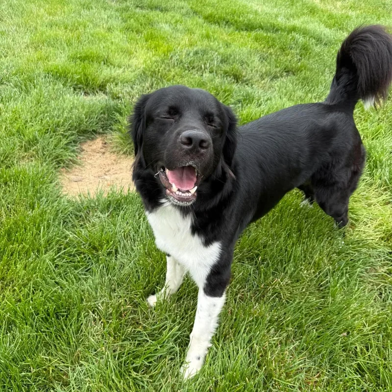 Otto