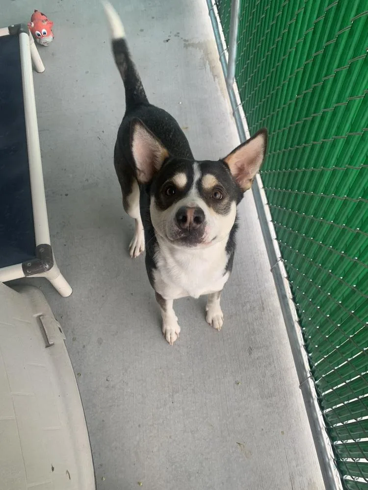 An adult medium-sized male American Bully dog named Stormy for adoption in Salmon, ID