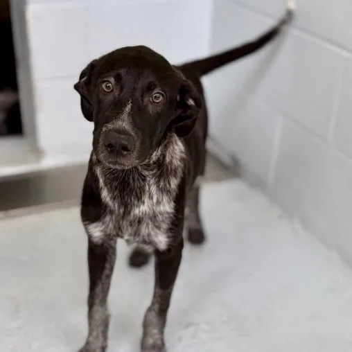 A baby medium-sized male Pointer dog named Moz for adoption in Elgin, TX