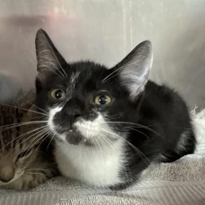 A baby small-sized male Domestic Short Hair cat named Tom for adoption in West Chester, PA