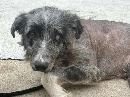 A senior medium-sized male Black Mixed Breed dog named Franklin for adoption in Georgetown, TX